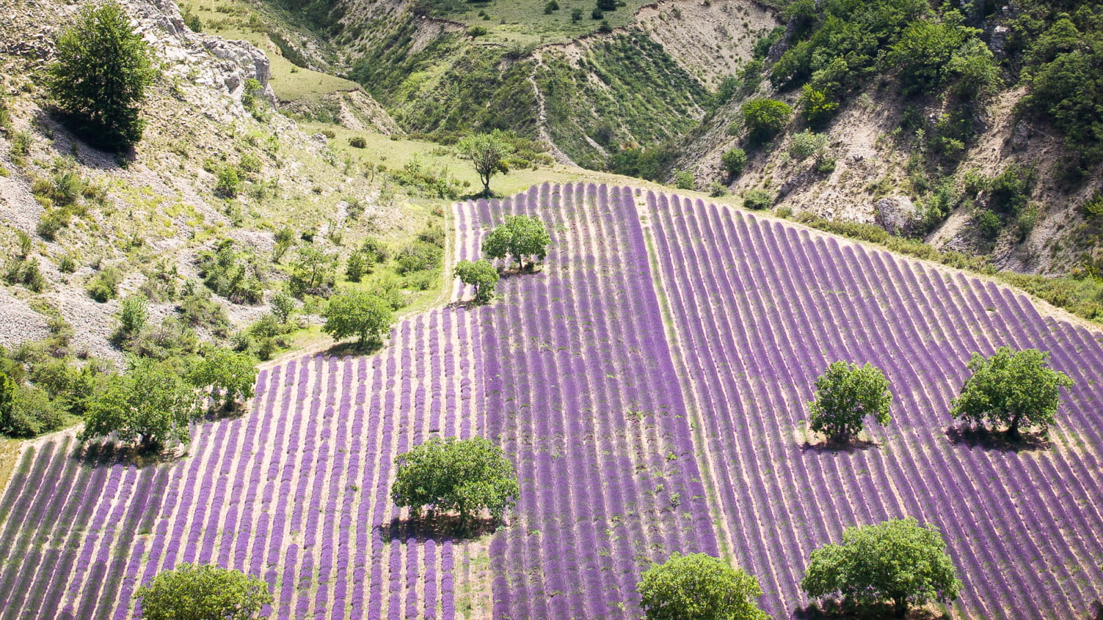 Champs de lavande en montagne
